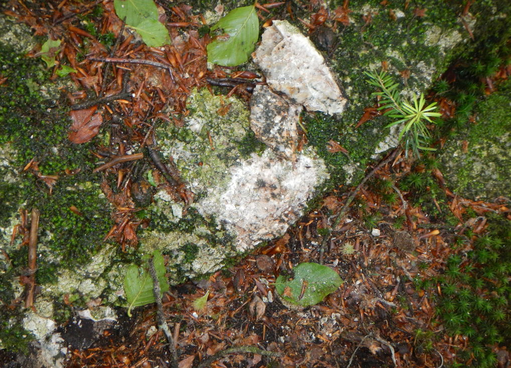 Moss or Lichen? - The Great Bay National Estuarine Research