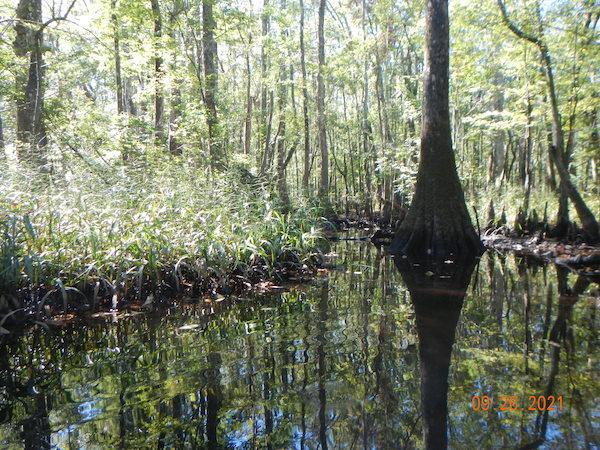 Neuse backwater