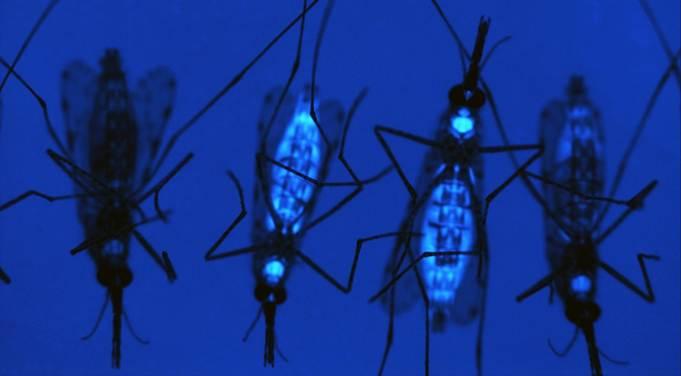 Transgenic female mosquitoes expressing a fluorescent protein (blue) and nontransgenic (no color). Image courtesy of A.A. James