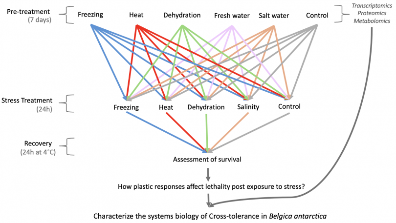 For everyone to see (alternative text): Figure depicts a full-factorial experimental design created to assess how exposure to a pre-treatment (freezing, heat, dehydration, freshwater, salt water) changes survival to a intense level of a stress treatment (freezing, heat, dehydration, salinity). The experimental design also includes controls. 