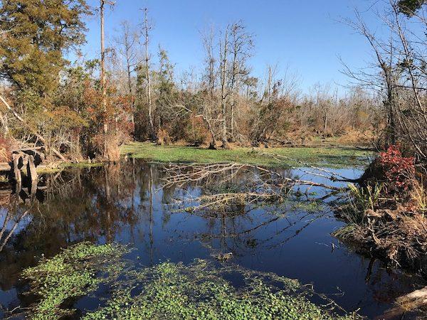 restoration site